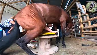 Painful horse porn
