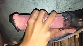 Horse want fuck girl very much