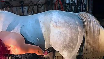 Horse want fuck girl very much