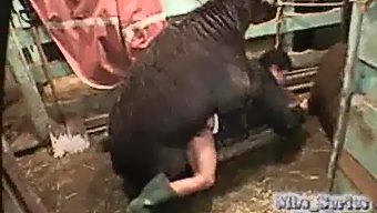 Woman fucked by lama in anal. Free active horse porn