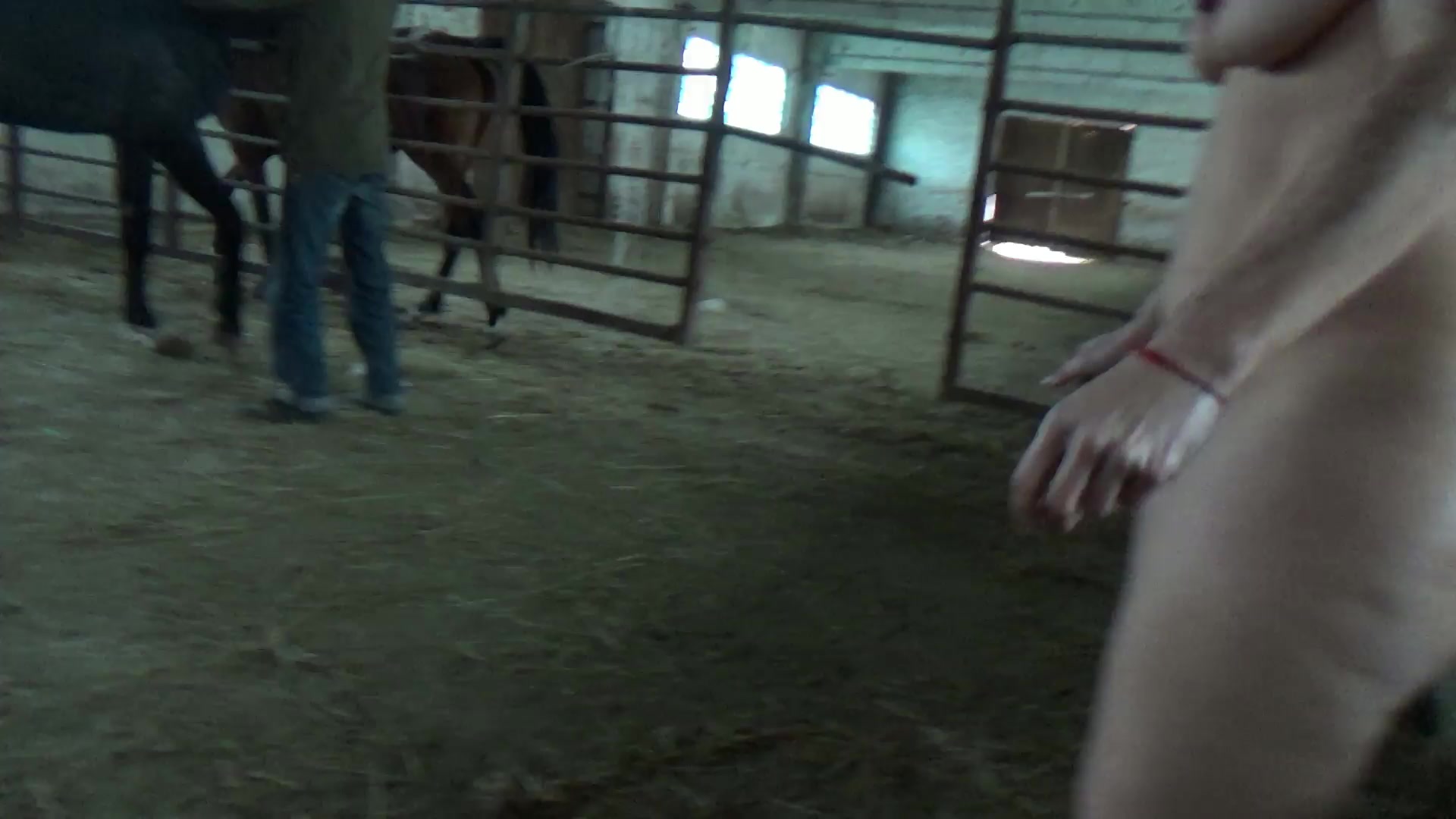 Horse banging an elegant bitch