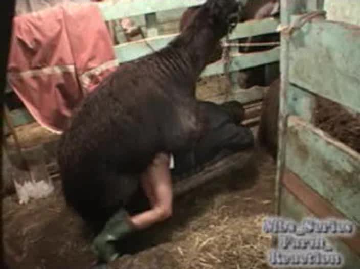 Lama Fucks - Animal anal porn video. Lama fucks woman ass non stop